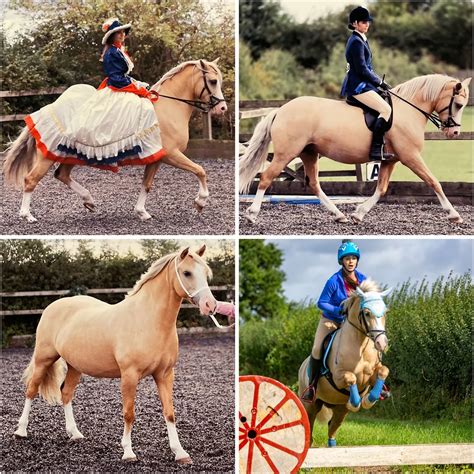 horseshowsonline|horse show online results.
